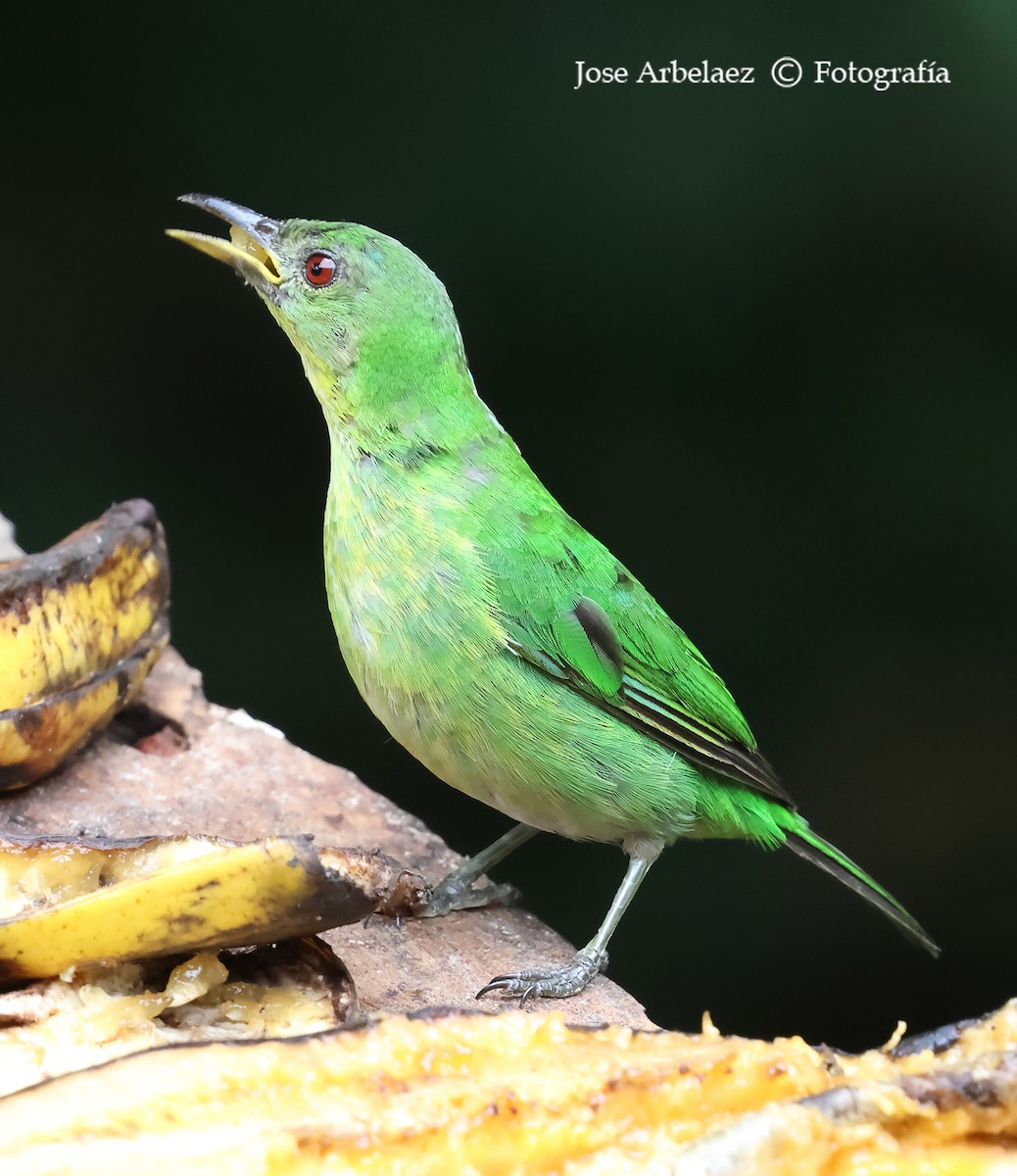 Green Honeycreeper - ML639744660