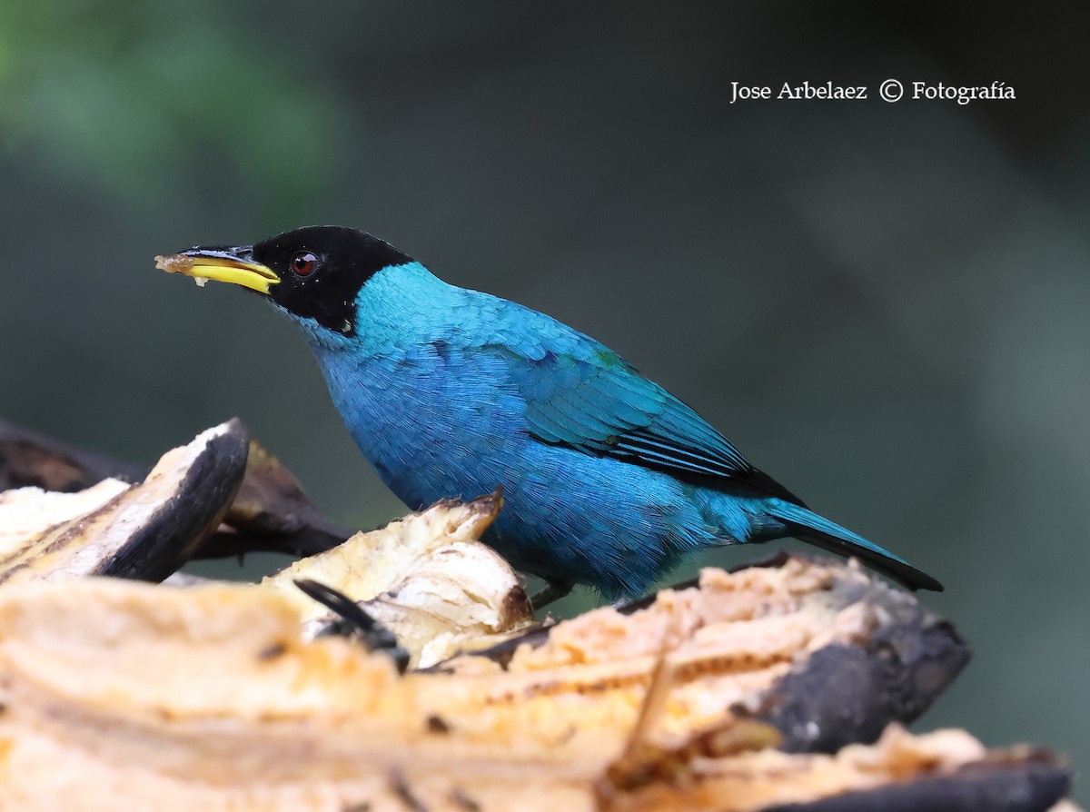 Green Honeycreeper - ML639744661
