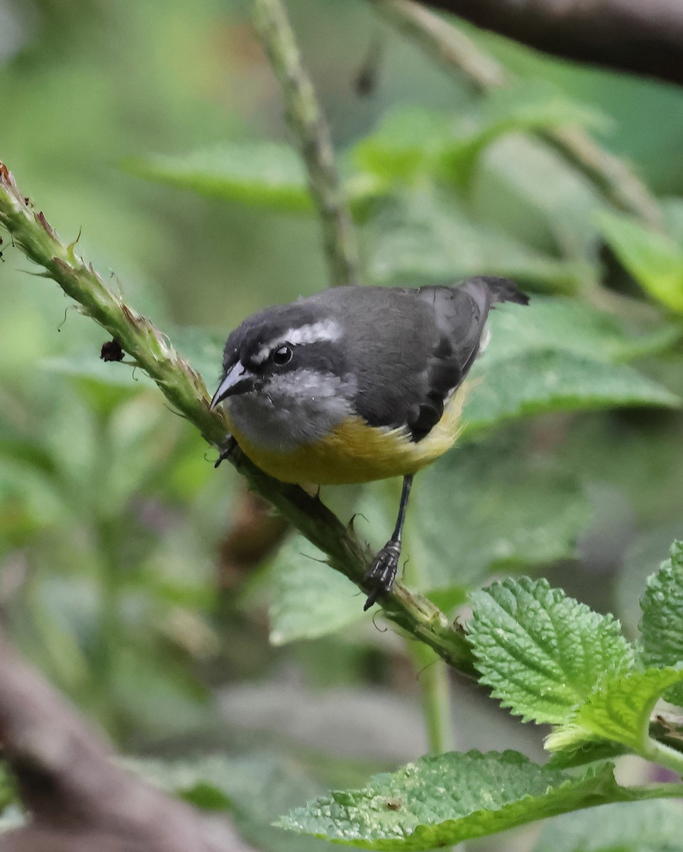 Bananaquit - ML639744667