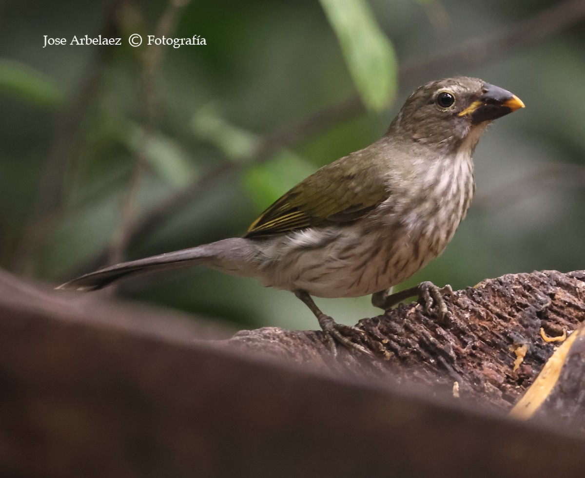 Streaked Saltator - ML639744678