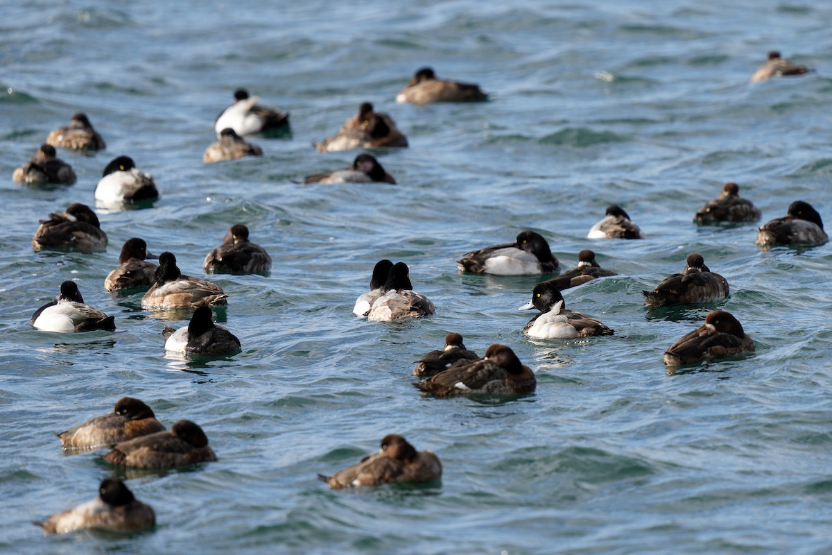 Greater Scaup - ML639744779