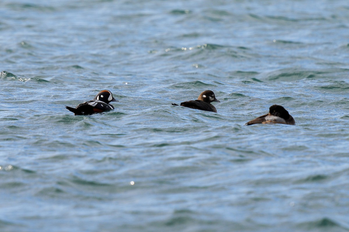 Harlequin Duck - ML639744785