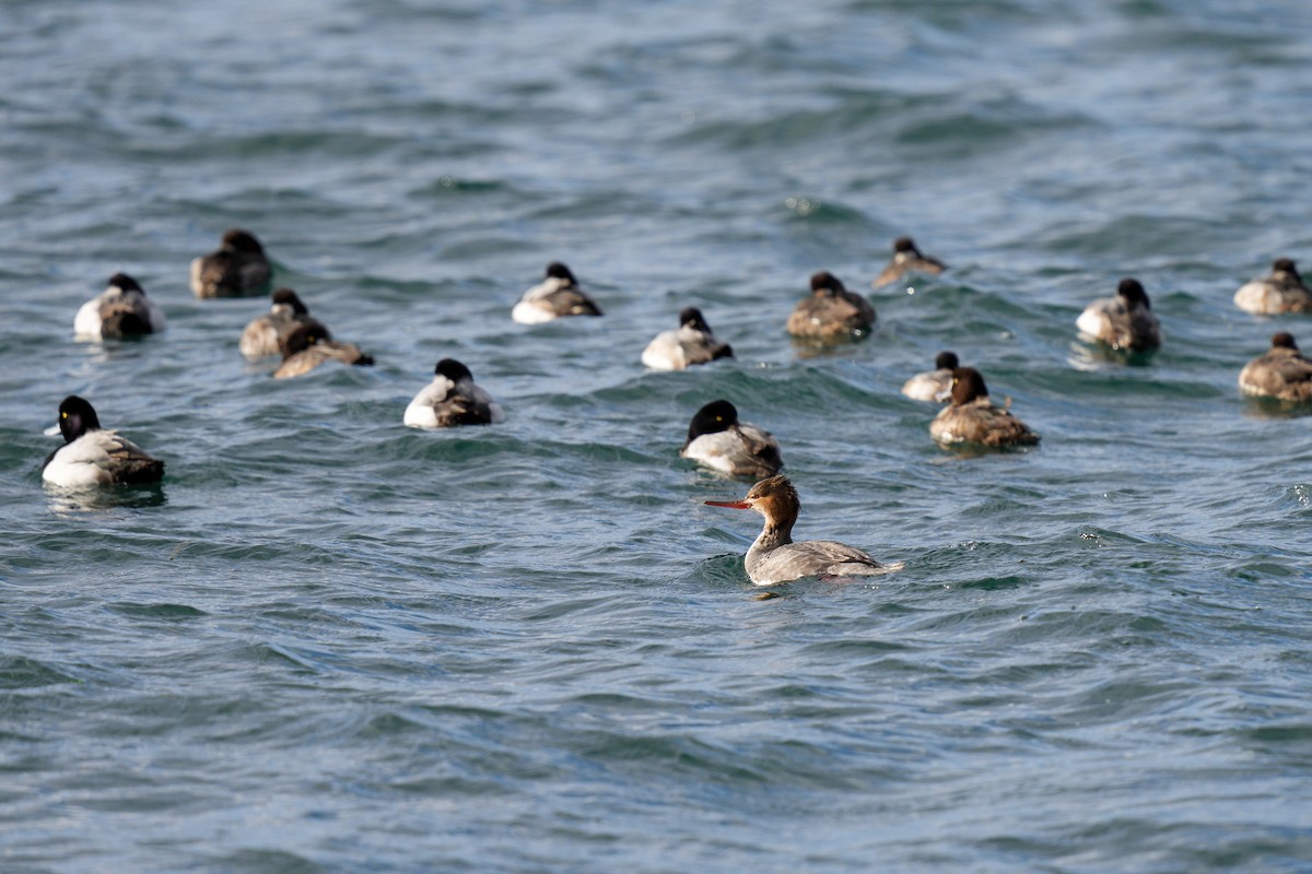 Red-breasted Merganser - ML639744791
