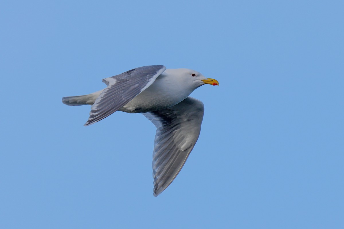 Glaucous-winged Gull - ML639744797