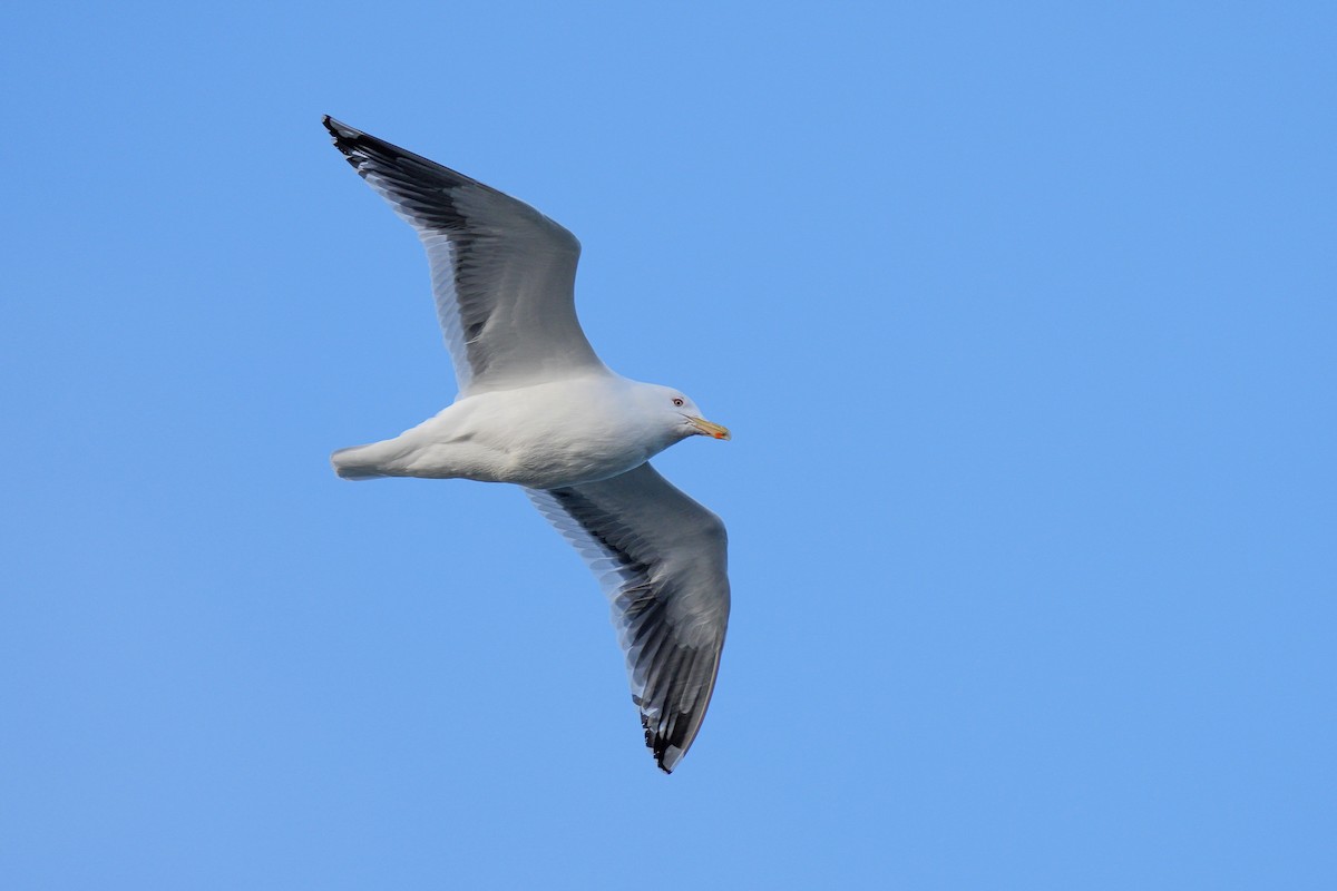 Slaty-backed Gull - ML639744801