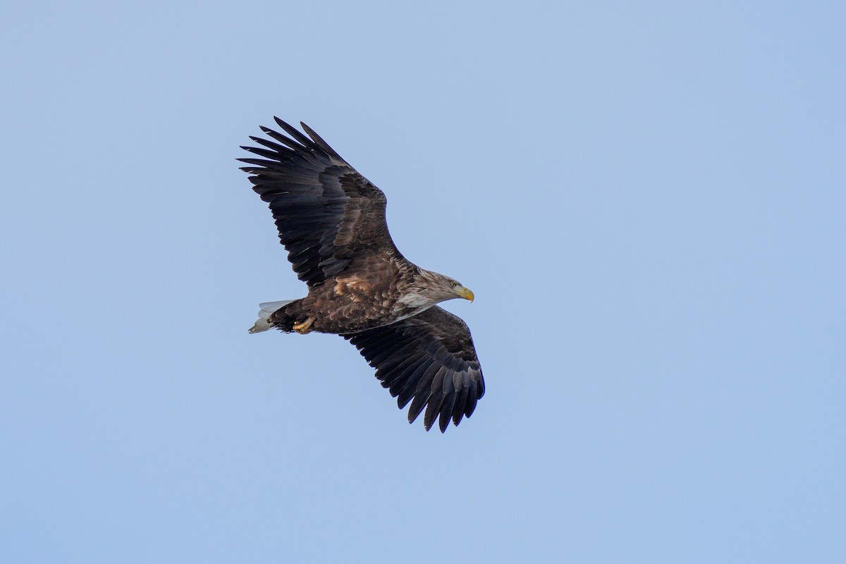 White-tailed Eagle - ML639744809