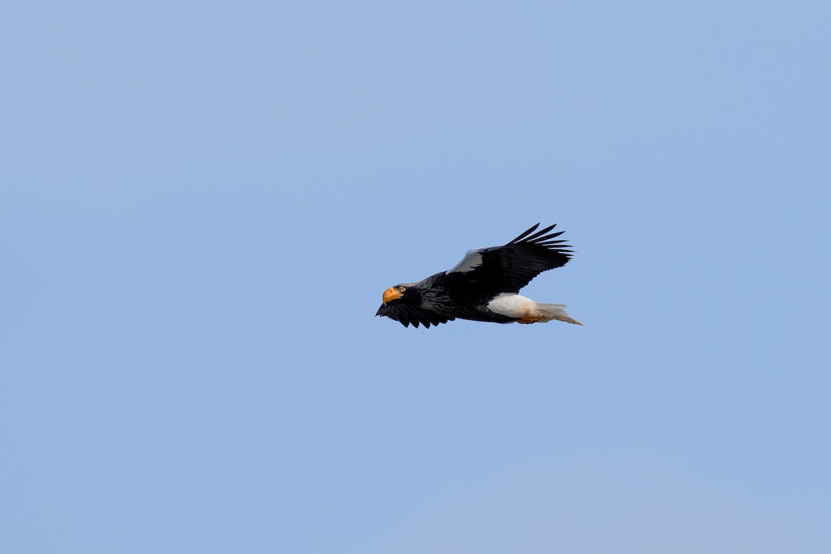 Steller's Sea-Eagle - ML639744812