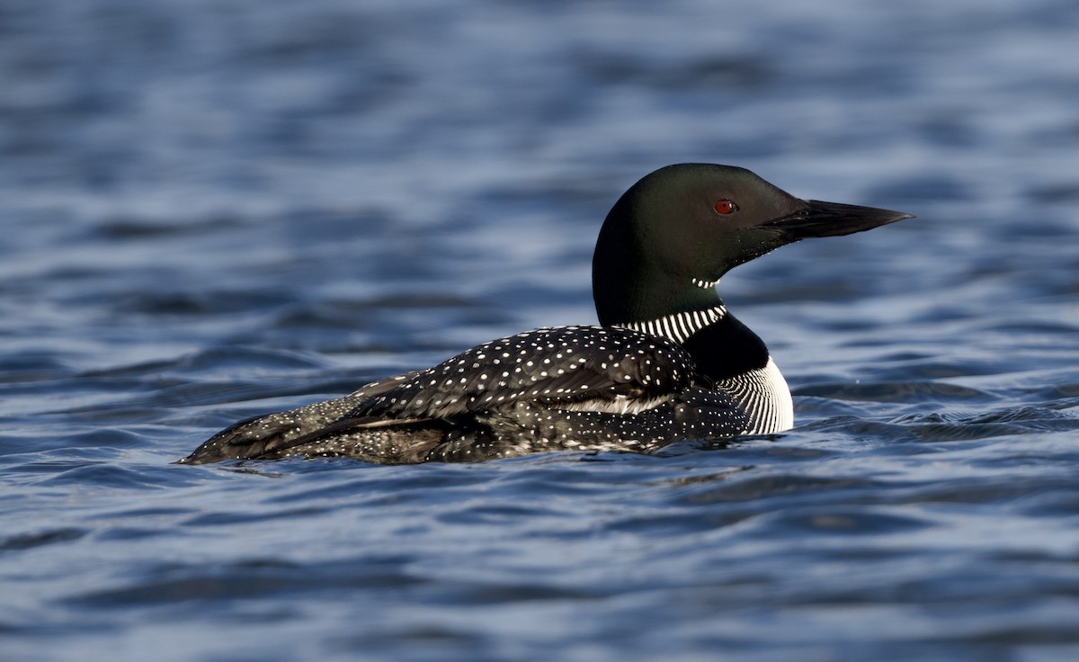 Plongeon huard - ML639744824