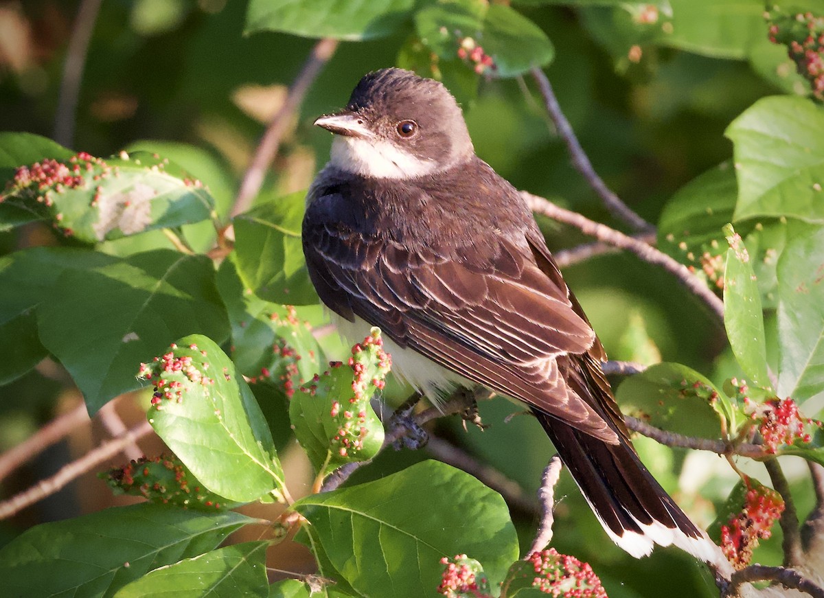 Tyran tritri - ML639744842