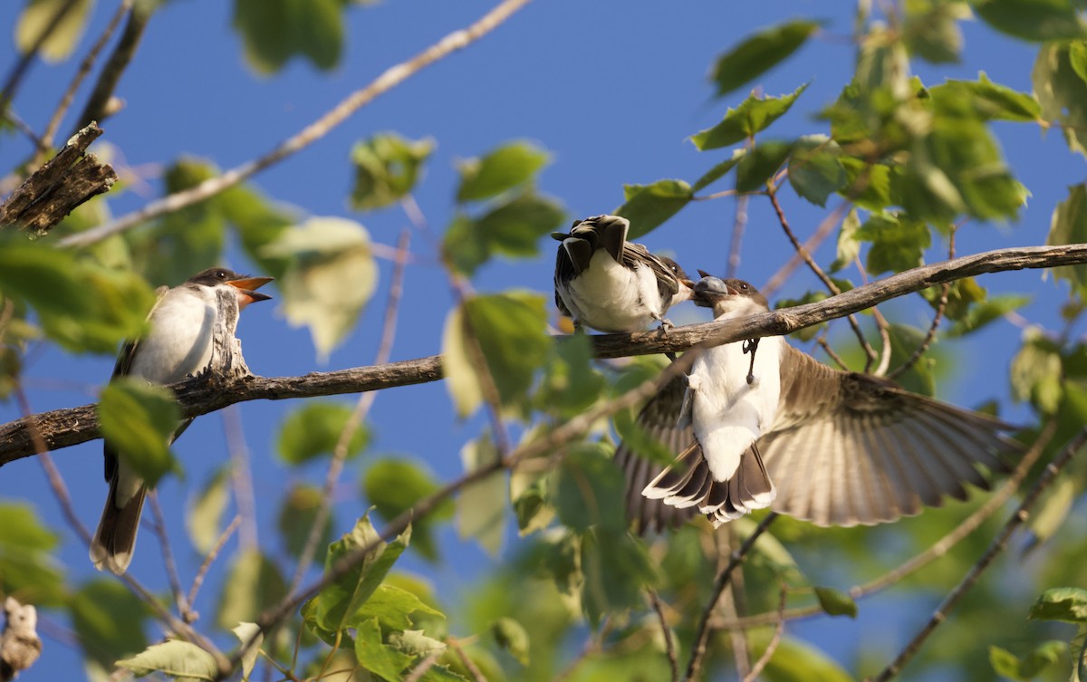 Tyran tritri - ML639744843