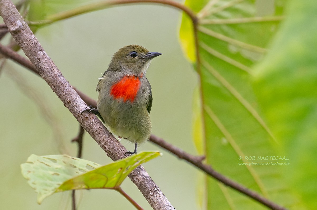 Olive-crowned Flowerpecker - ML639744845