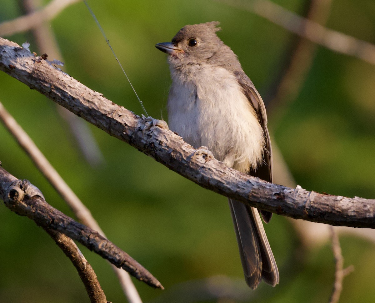 Mésange bicolore - ML639744848