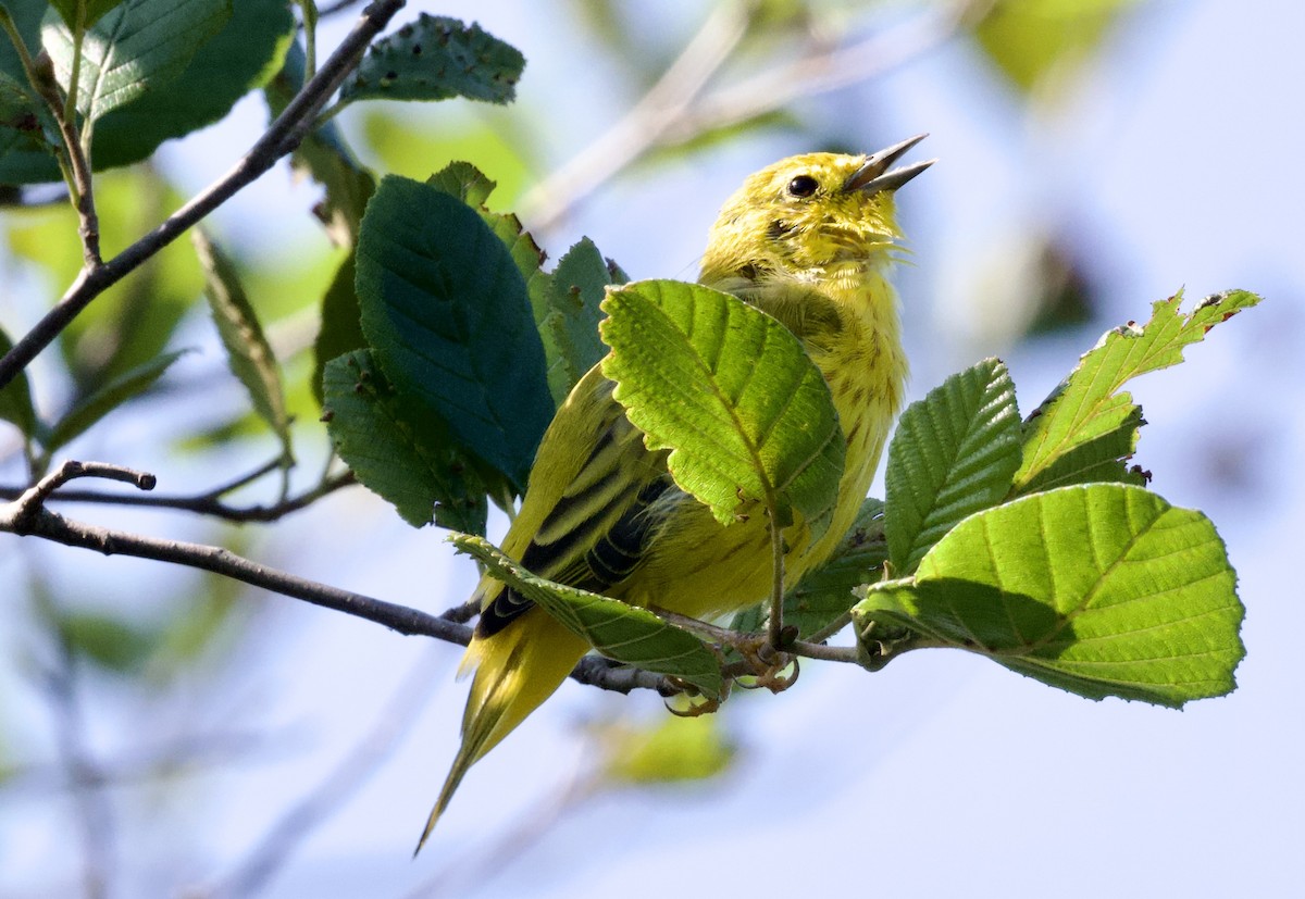 Paruline jaune - ML639744862