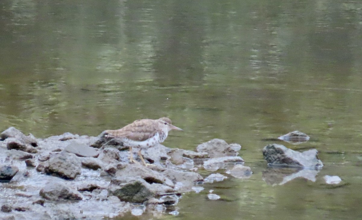 Spotted Sandpiper - ML639744906