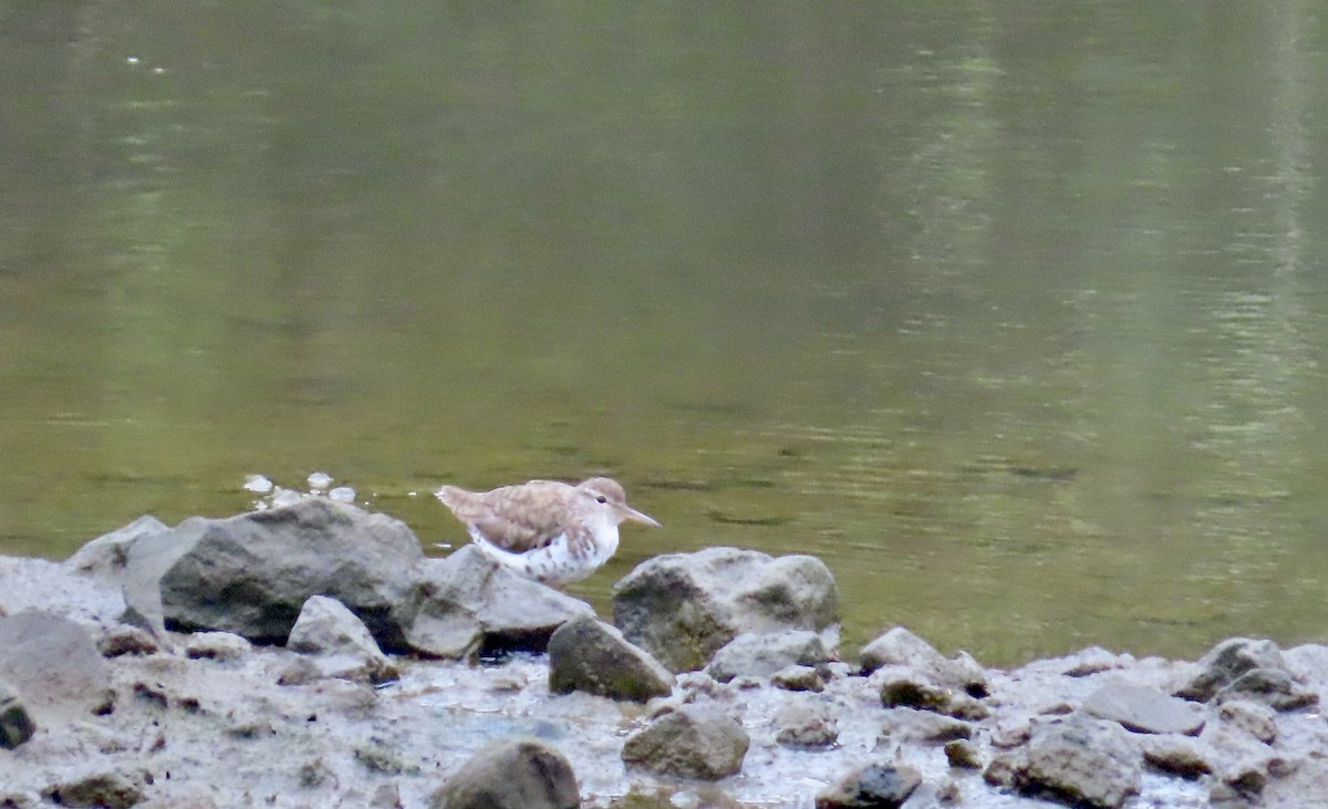 Spotted Sandpiper - ML639744907