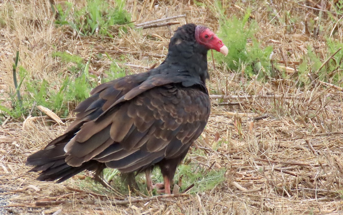 Turkey Vulture - ML639744909