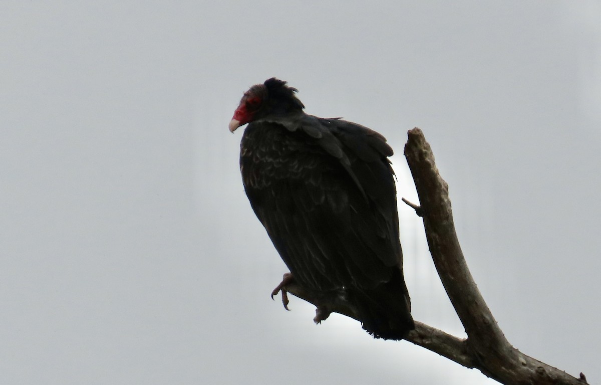 Turkey Vulture - ML639744913