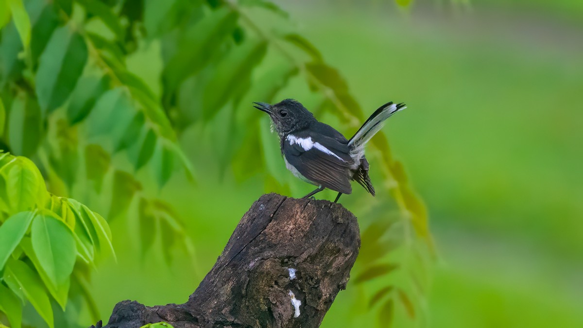 Oriental Magpie-Robin - ML639745017