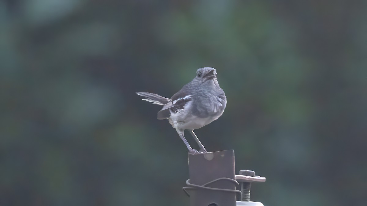 Oriental Magpie-Robin - ML639745021