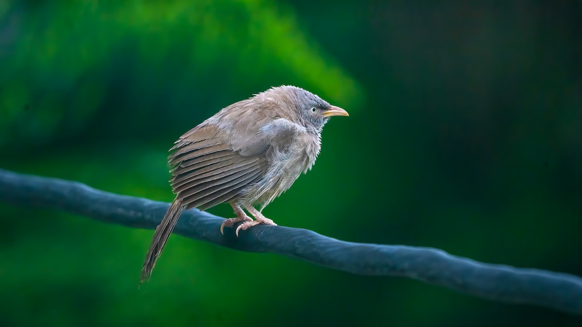Jungle Babbler - ML639745023