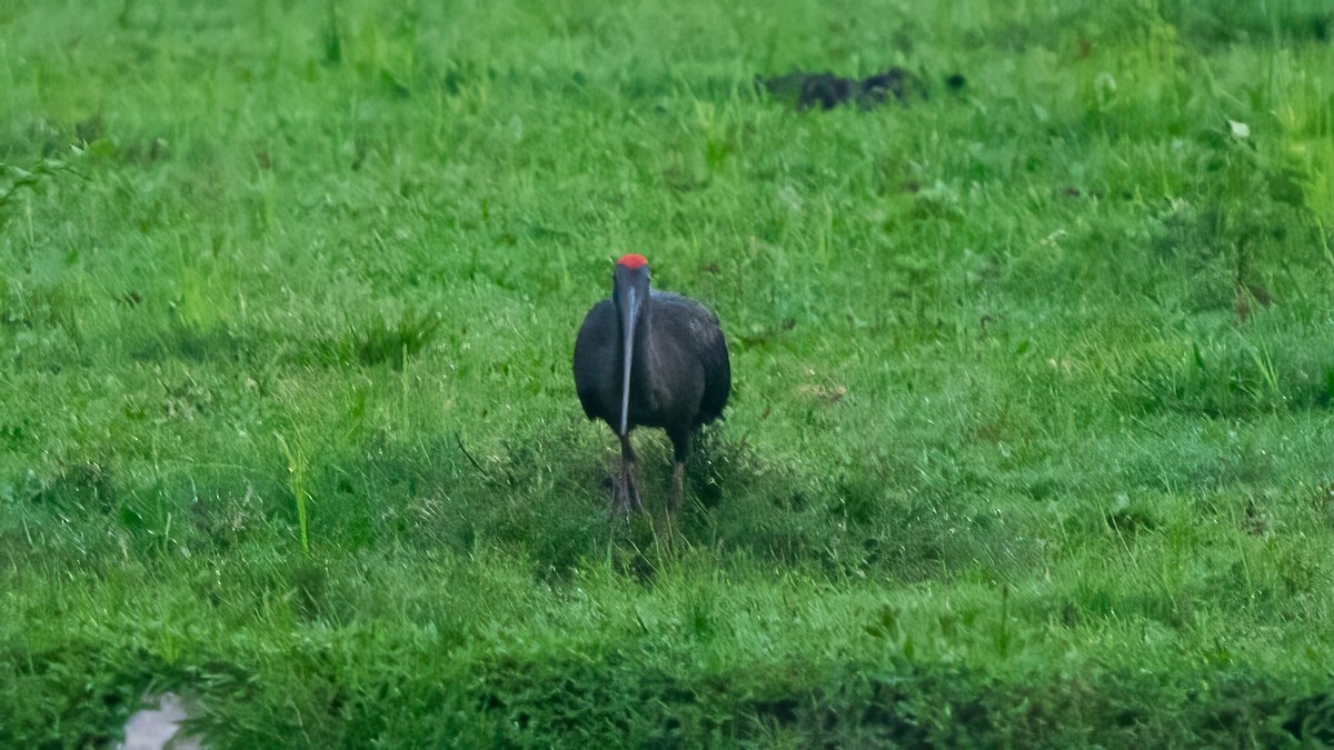 Red-naped Ibis - ML639745026