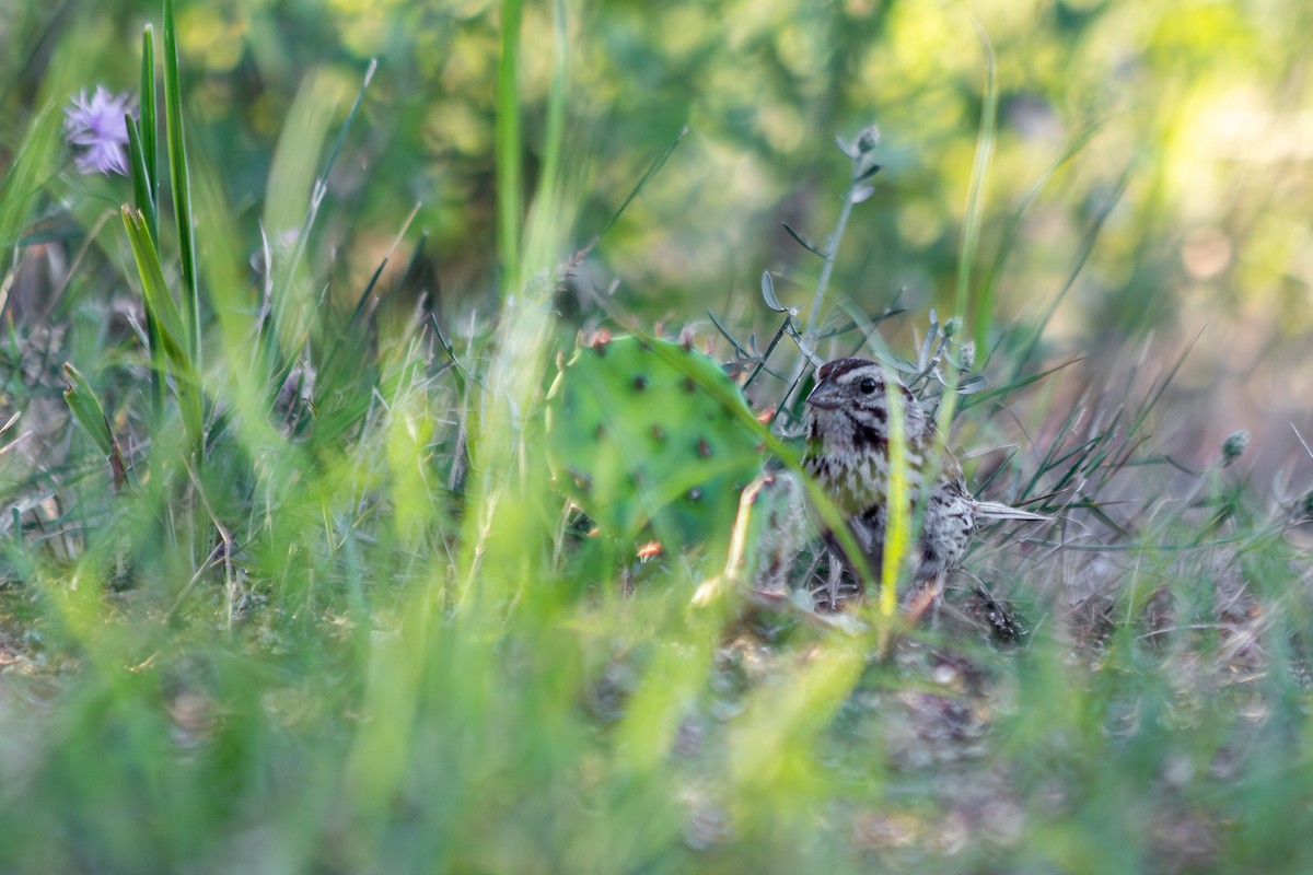 Song Sparrow - ML639745068