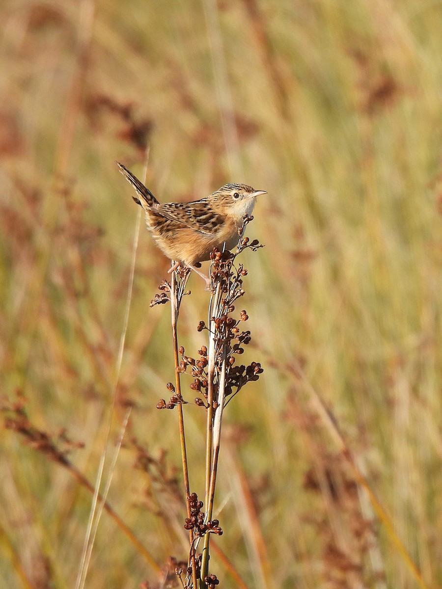 Grass Wren - ML639745078