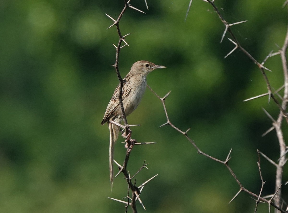 Striated Grassbird - ML639745085