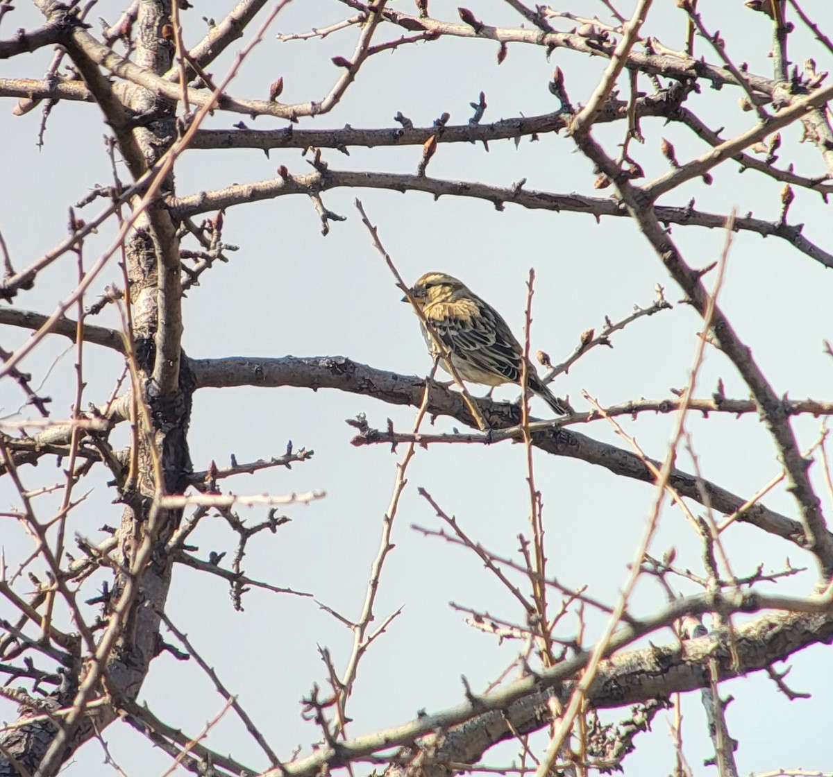 vrabec skalní - ML639745102