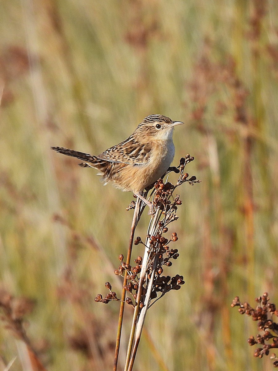 Grass Wren - ML639745138