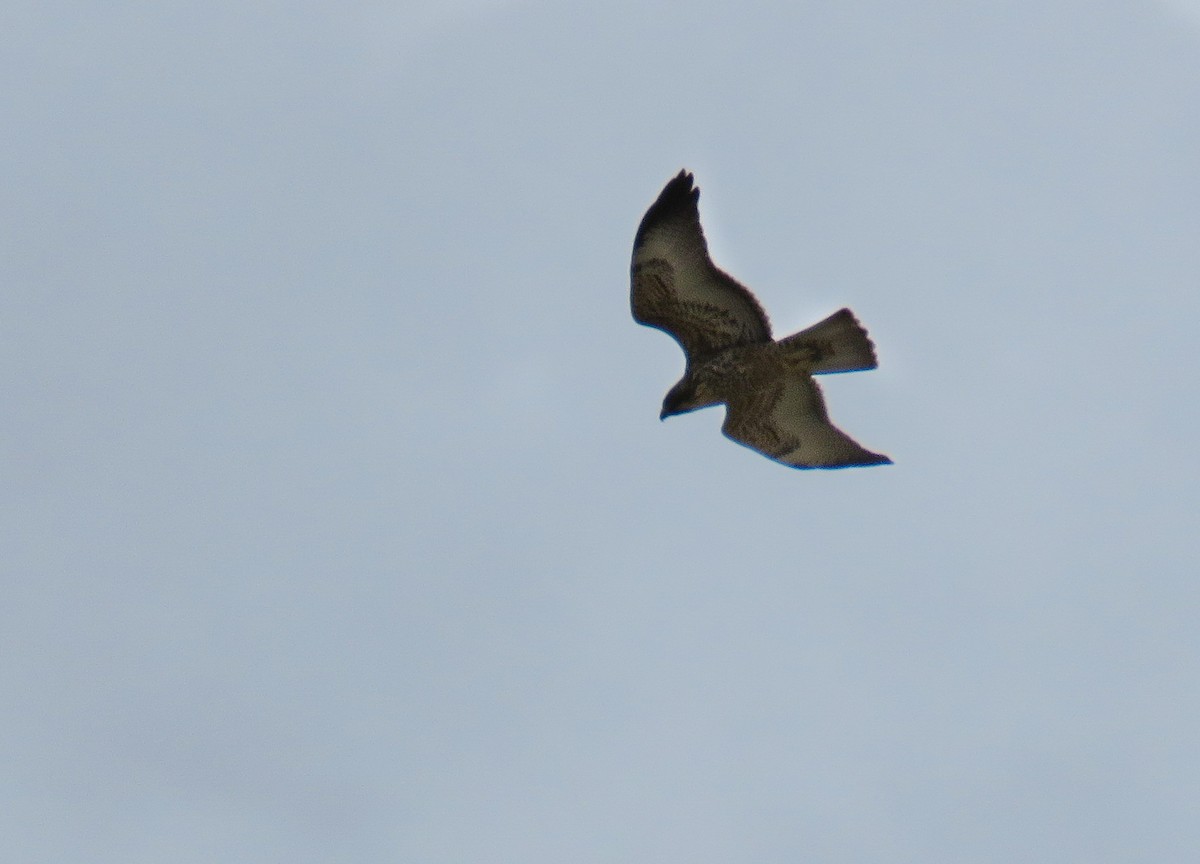 Variable Hawk - ML639745246
