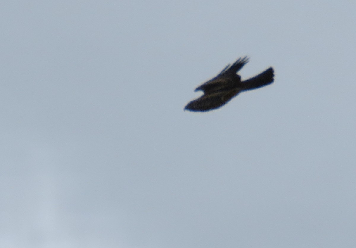 Variable Hawk - ML639745248