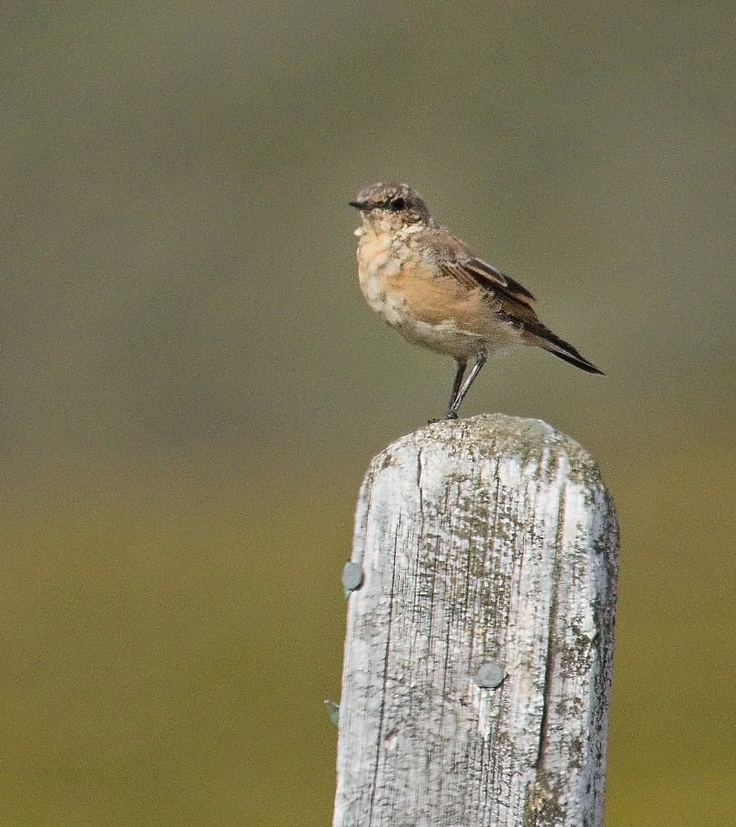 Northern Wheatear - ML639745266