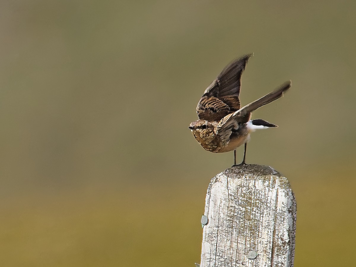 Northern Wheatear - ML639745268