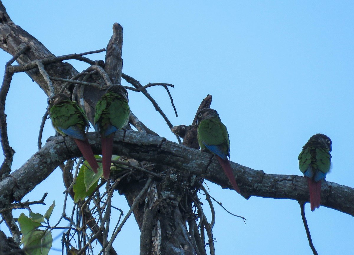 Green-cheeked Parakeet - ML639745270