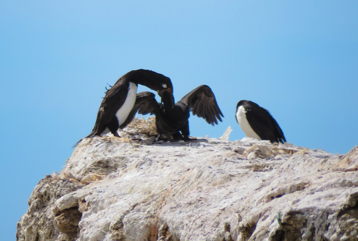 Magellanic Cormorant - ML639745282