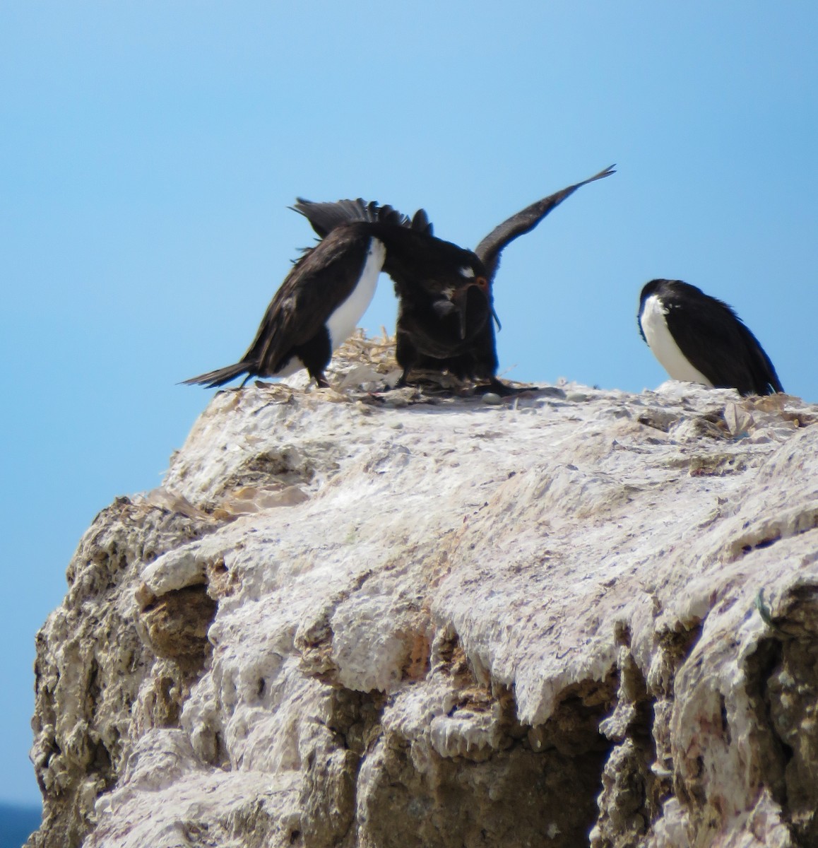 Magellanic Cormorant - ML639745284