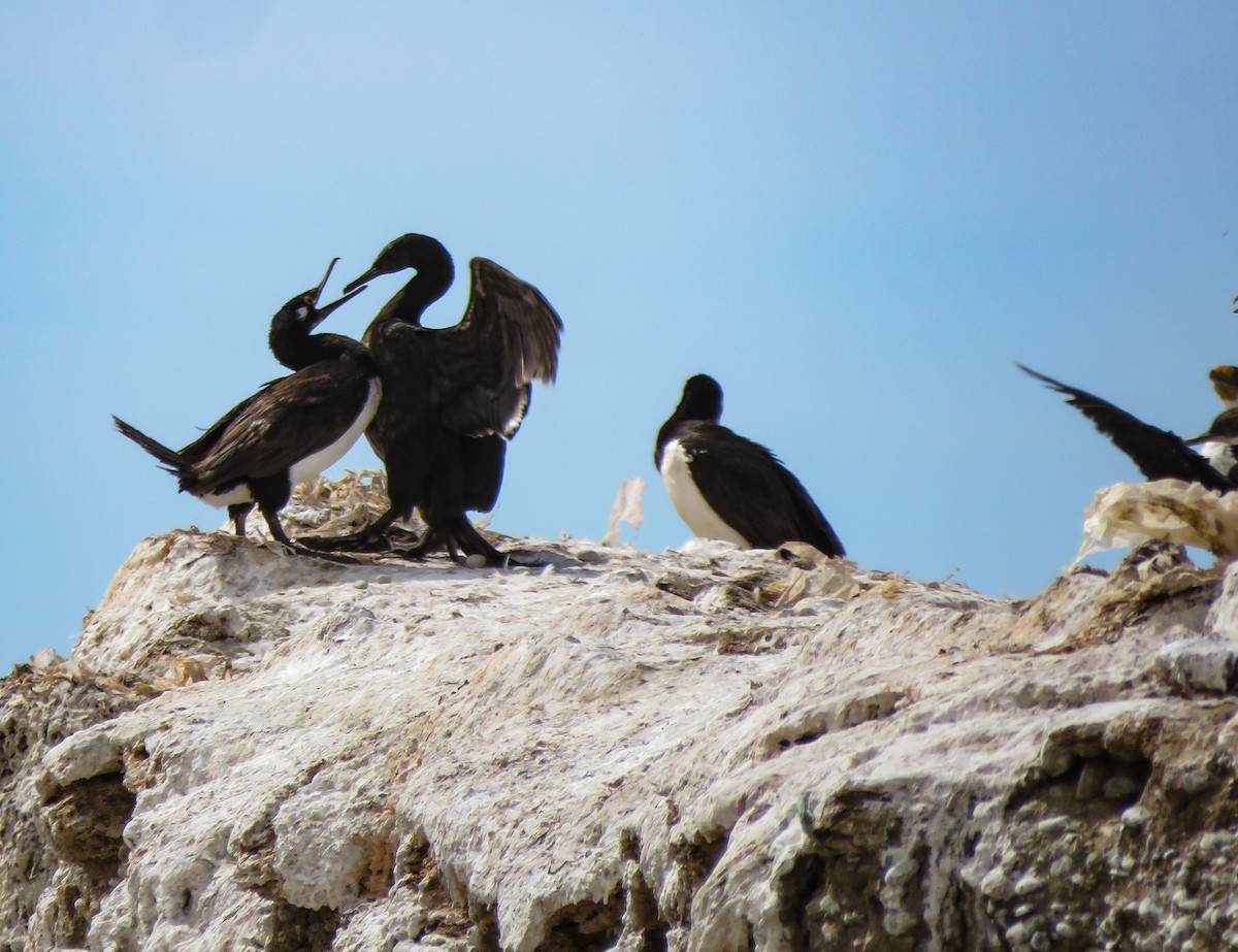 Magellanic Cormorant - ML639745285