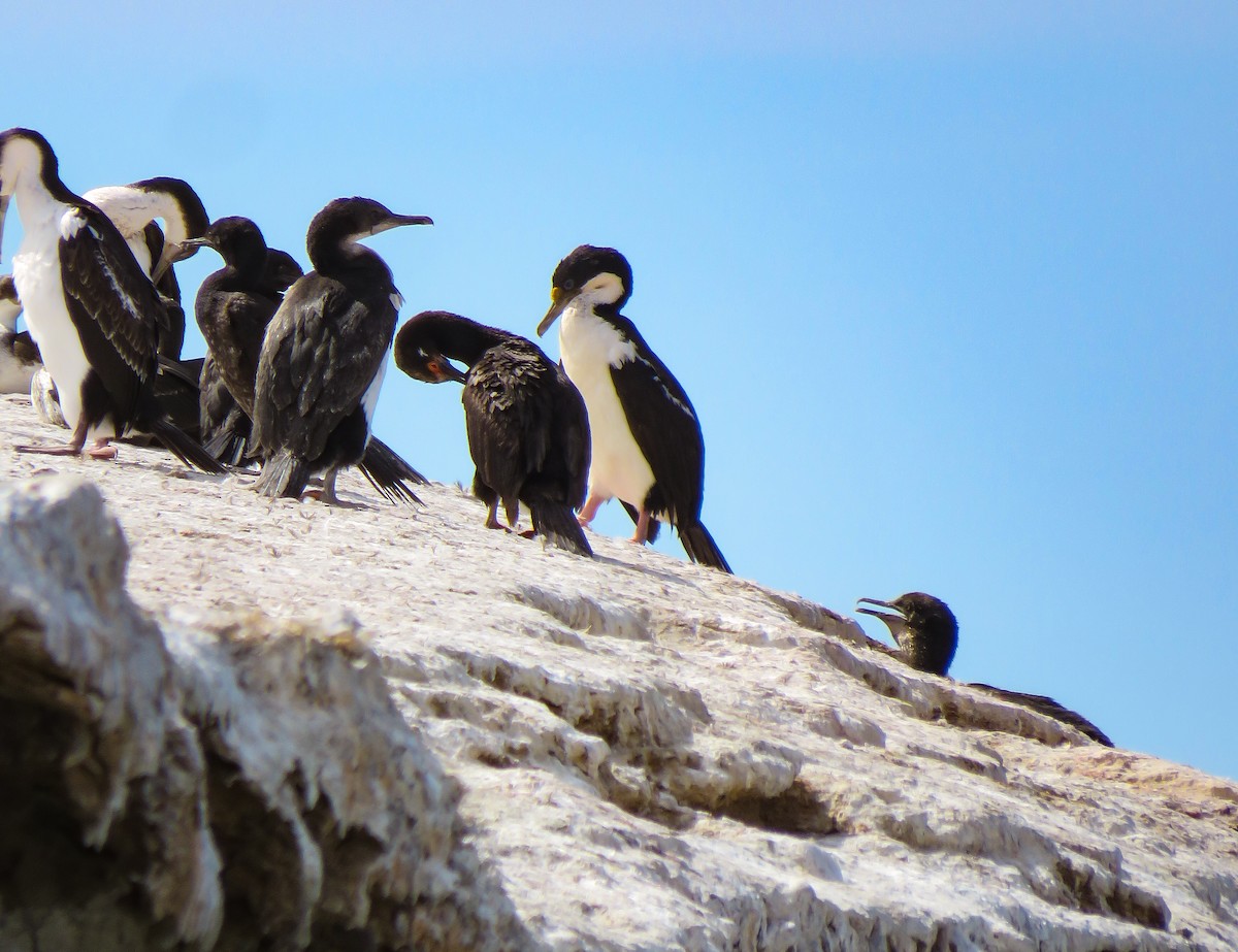 Magellanic Cormorant - ML639745294
