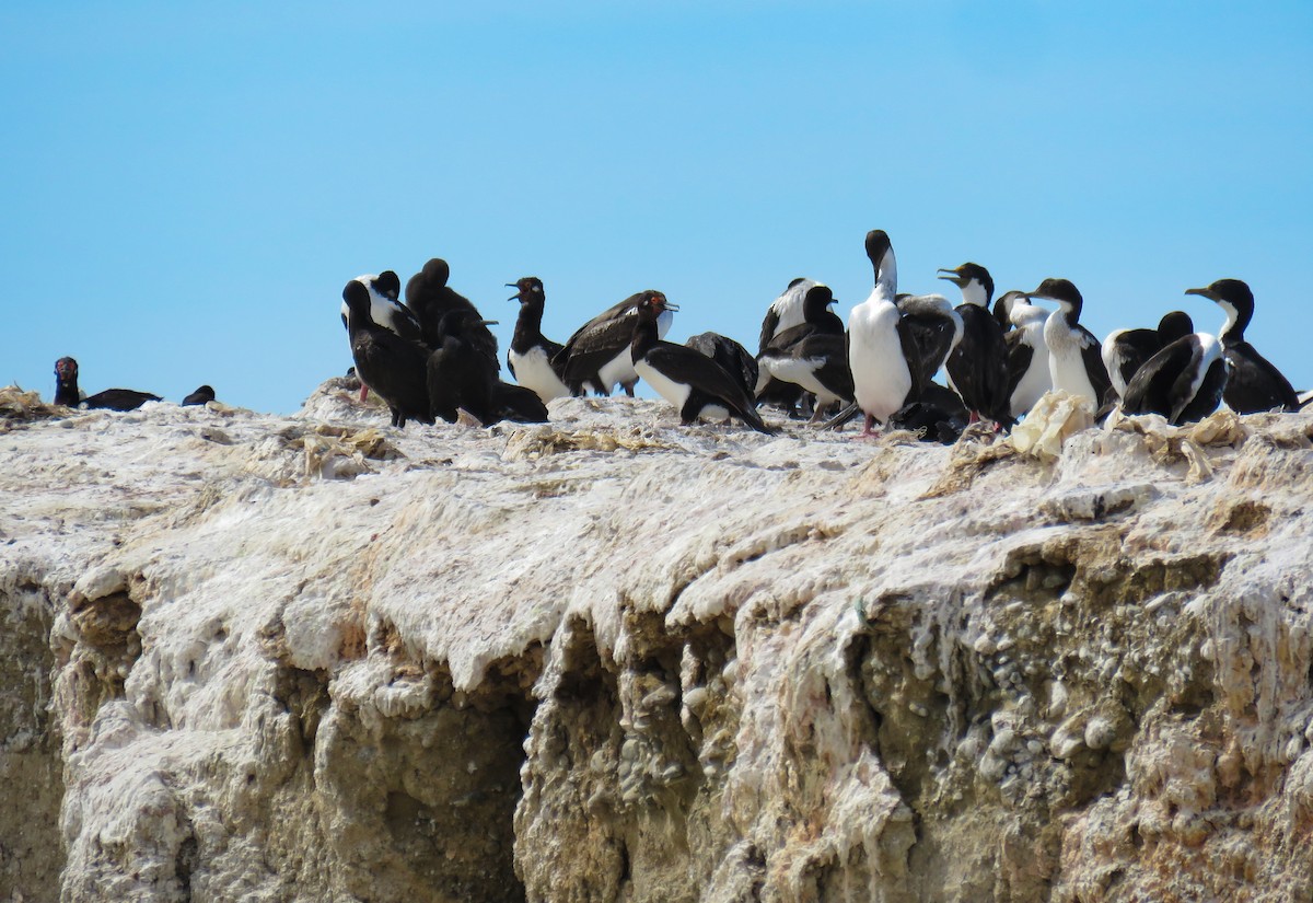 Magellanic Cormorant - ML639745299