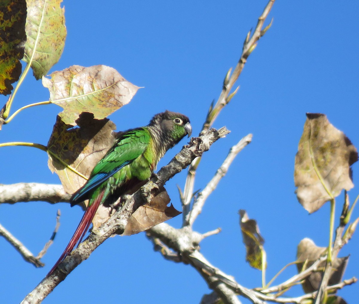 Green-cheeked Parakeet - ML639745305