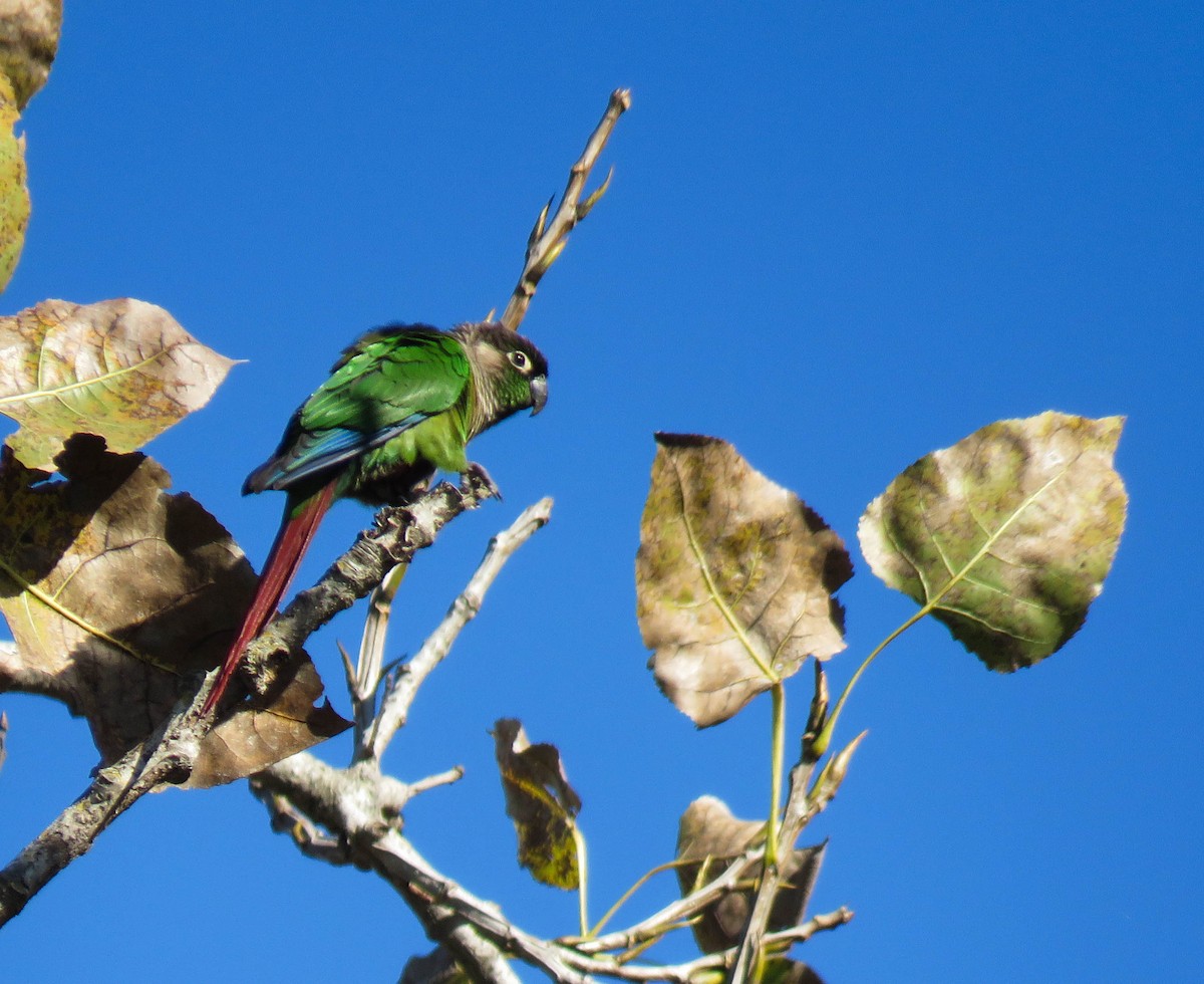 Green-cheeked Parakeet - ML639745306