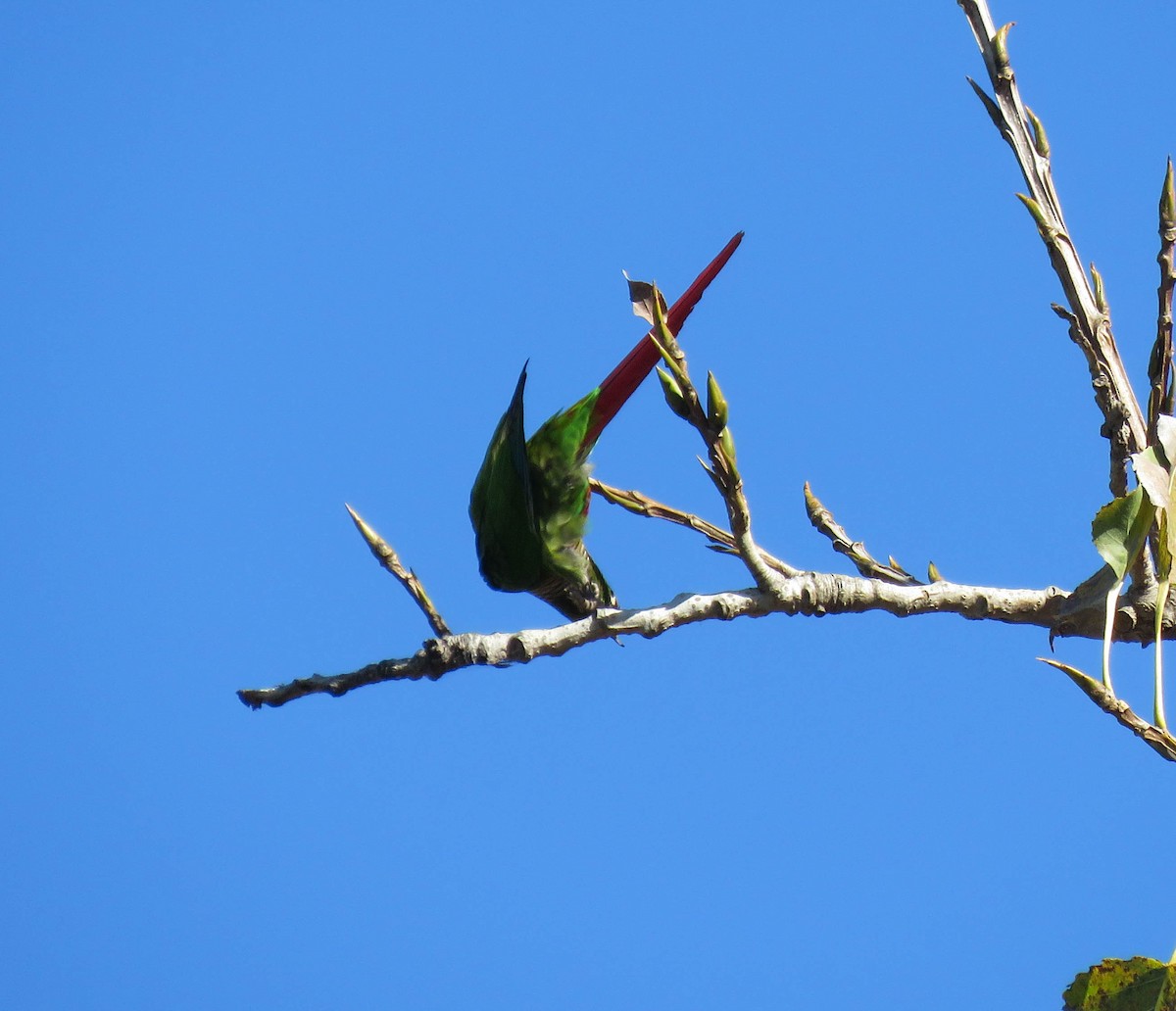 Green-cheeked Parakeet - ML639745308