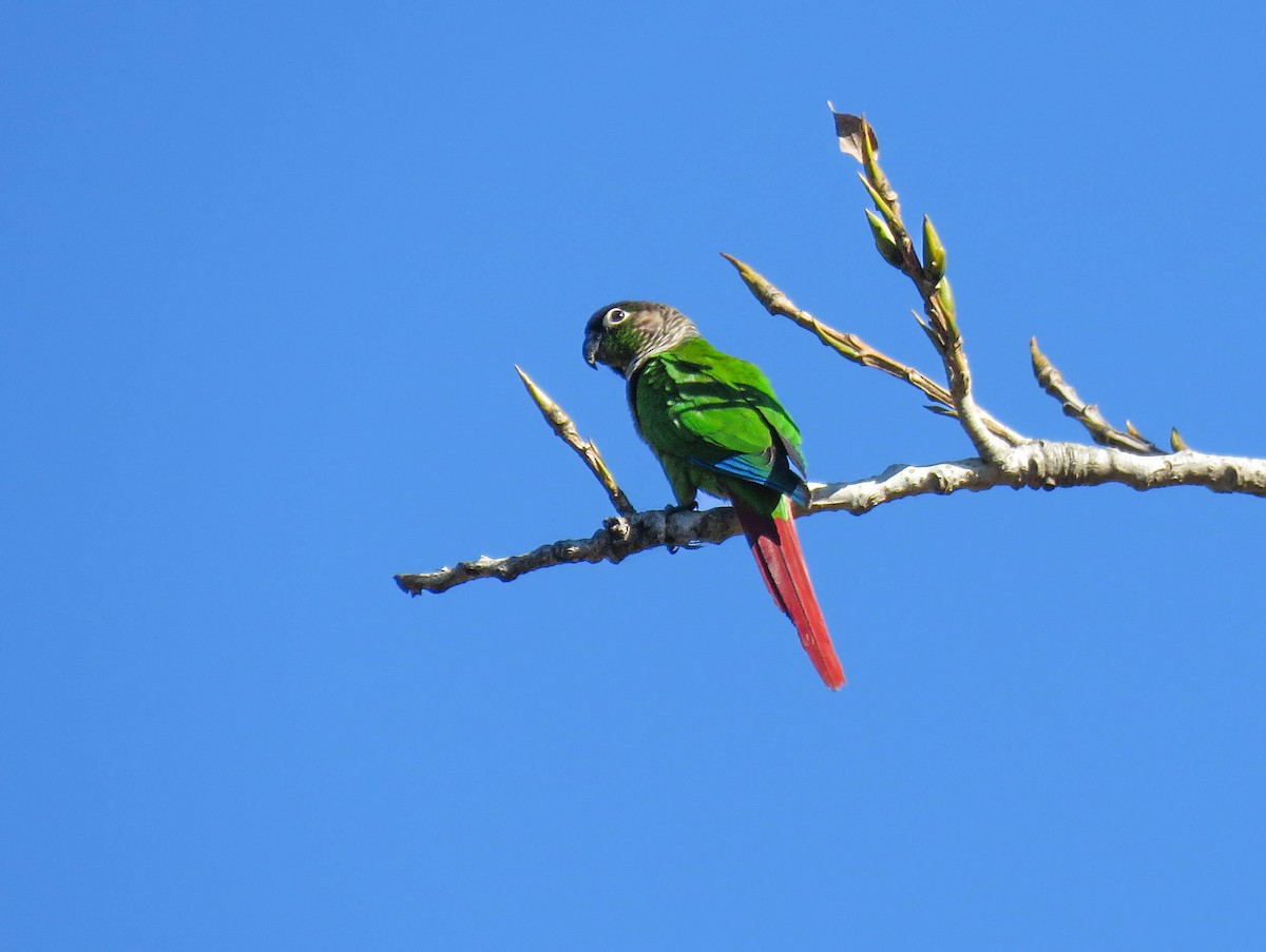 Green-cheeked Parakeet - ML639745309