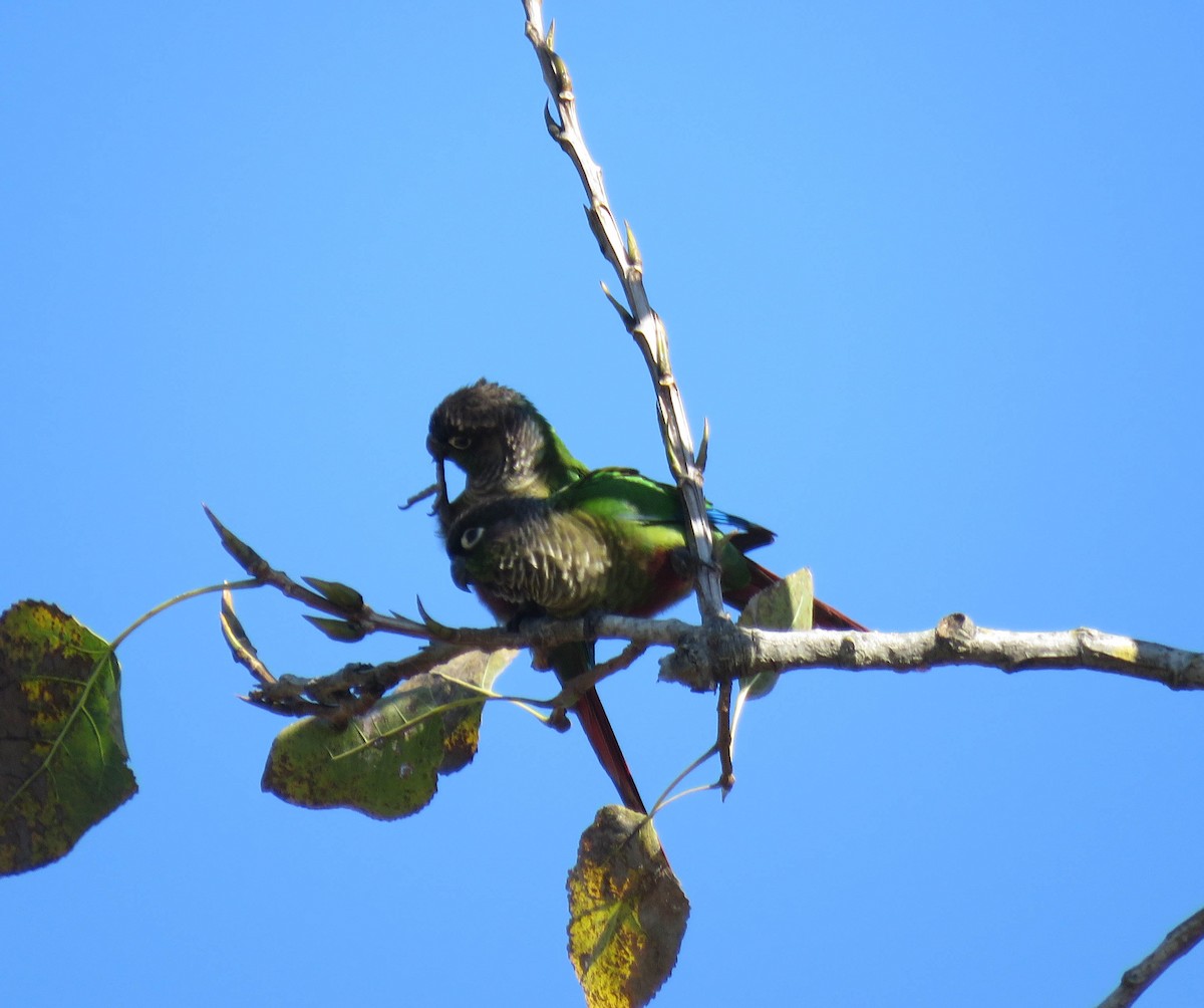 Green-cheeked Parakeet - ML639745312