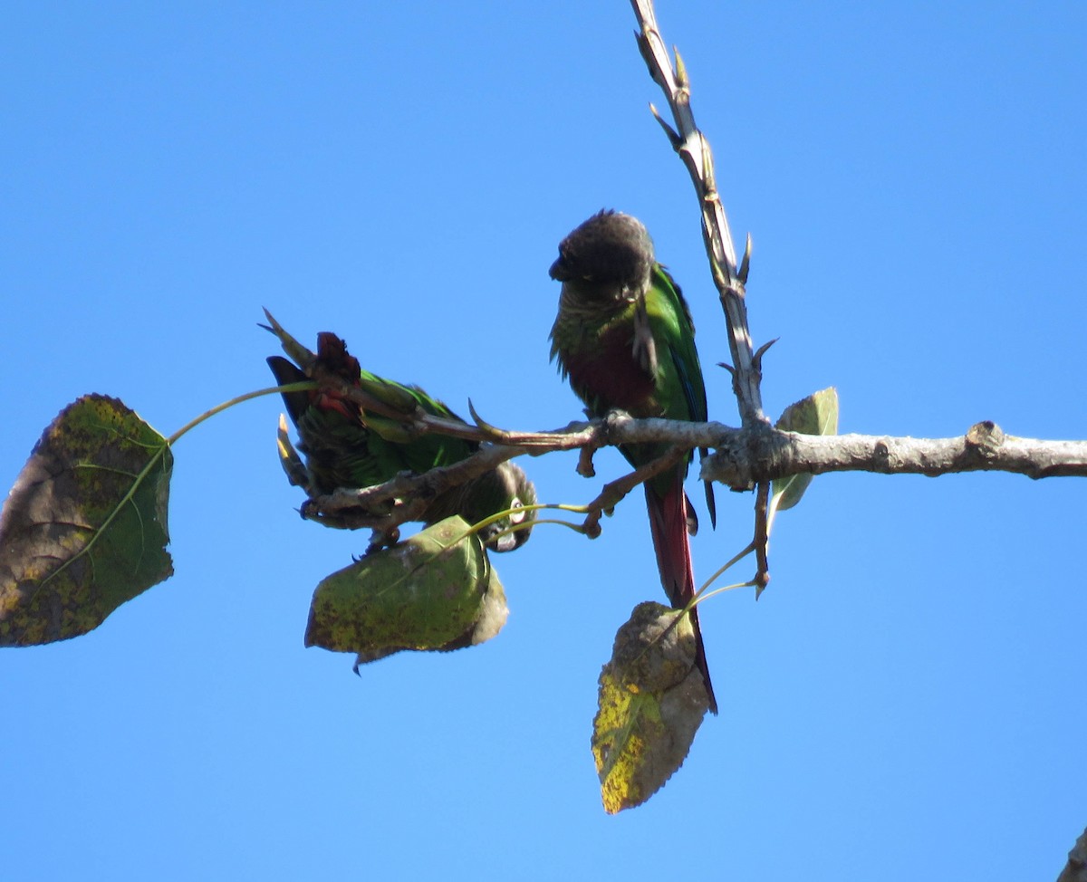 Green-cheeked Parakeet - ML639745315