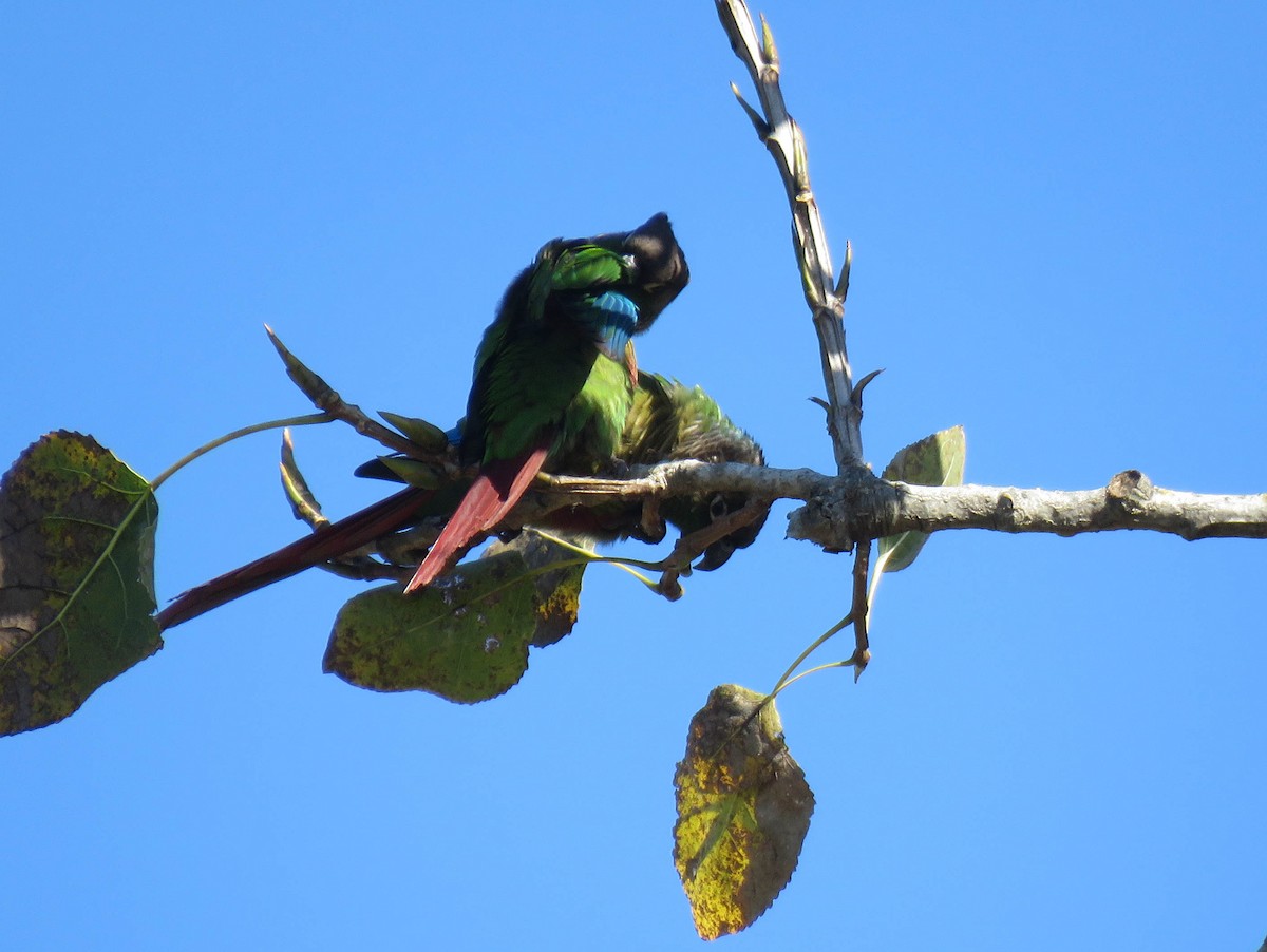 Green-cheeked Parakeet - ML639745317