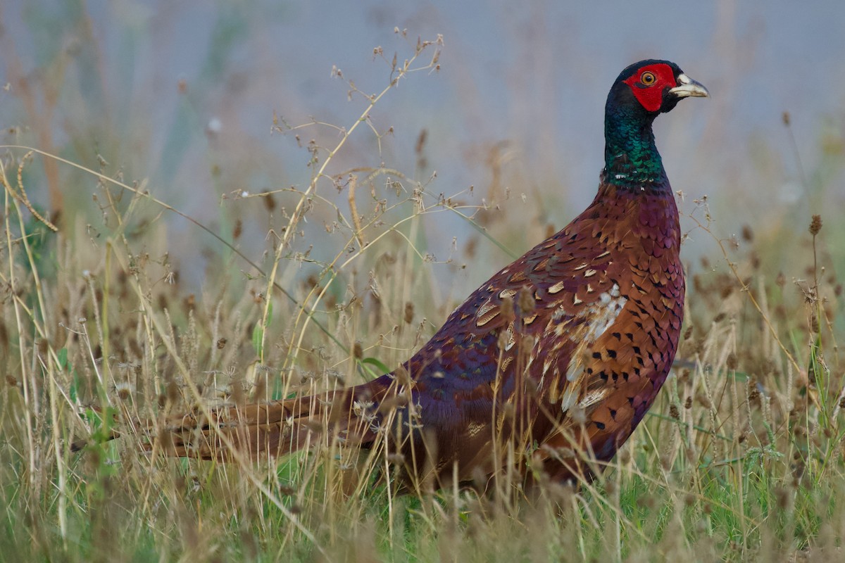 bažant obecný - ML639745320