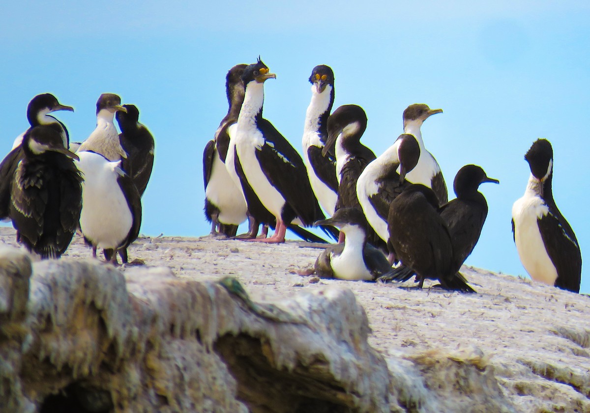 Imperial Cormorant - ML639745321