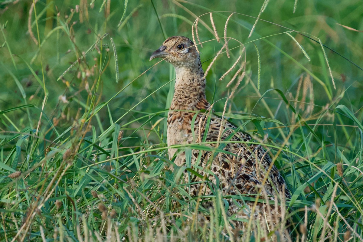 bažant obecný - ML639745324
